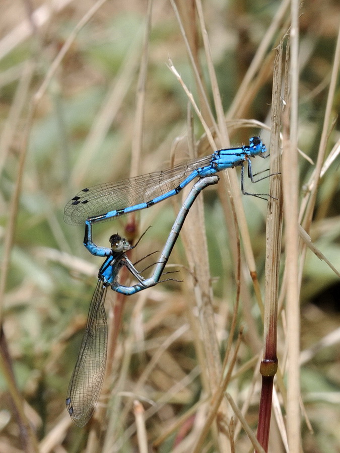 Enallagma cyathigerum, Trithemis annulata e Crocothemis erythraea